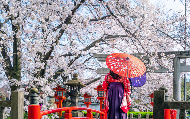 Woman kimono umbrella cherryblossoms bridge free wallpaper - medium preview image