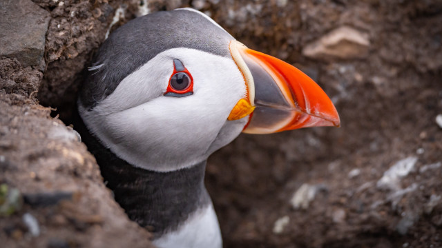 Bird bright orange beak black free wallpaper - medium preview image