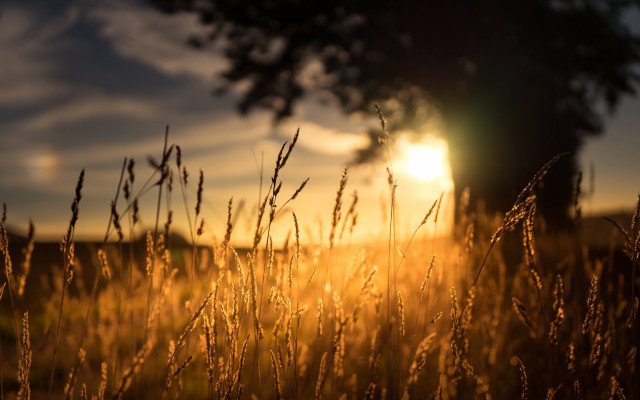 Field sunset tree grass clouds free wallpaper - medium preview image