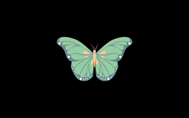 Green yellow butterfly black wing free wallpaper - medium preview image