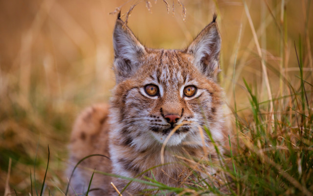 Cat field grass blurry background #2 free wallpaper for desktop - medium preview image