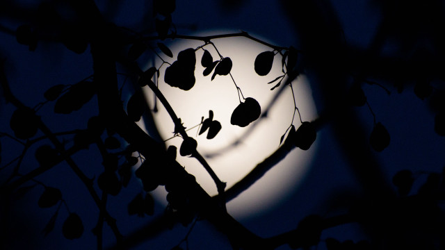 Full moon tree branches night free wallpaper - medium preview image