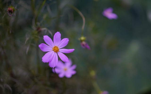 Purple flower macro butterfly outdoors free wallpaper - medium preview image