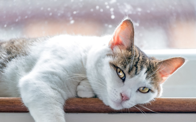 Cat snowy window sill animal free wallpaper - medium preview image