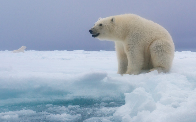 Polar bear ice snow background free wallpaper - medium preview image