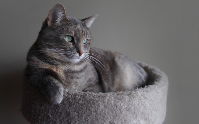 Regal cat in bed blue free wallpaper - medium preview image