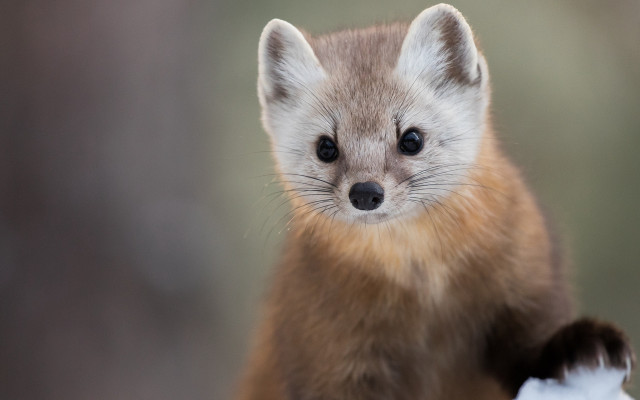 Small animal big nose furry #2 free wallpaper - medium preview image