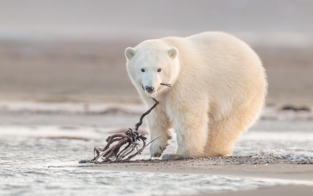 Polar bear beach branch twig free wallpaper - medium preview image