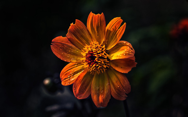 Yellow flower water droplets black free wallpaper - medium preview image