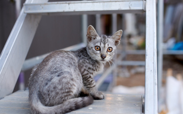 Curious cat on ladder constructivism free wallpaper - medium preview image