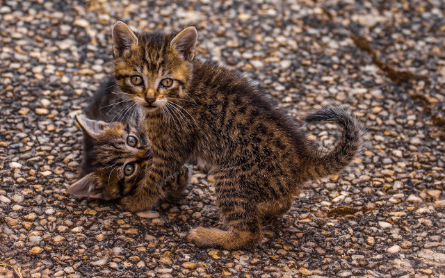 Kittens playing gravel rocks fence free wallpaper - medium preview image