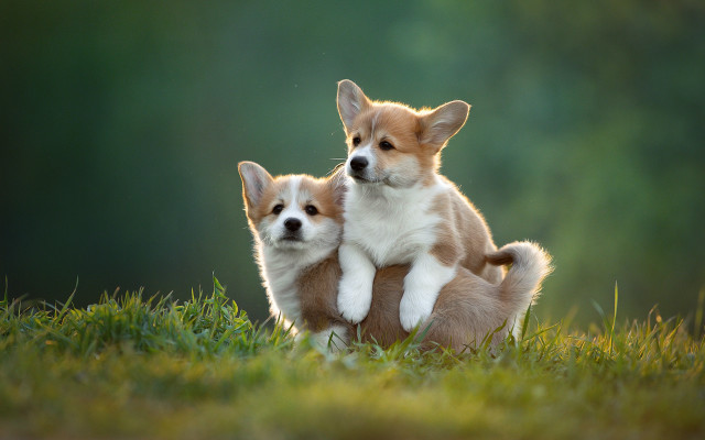 Shiba inu dogs playing grass free wallpaper - medium preview image