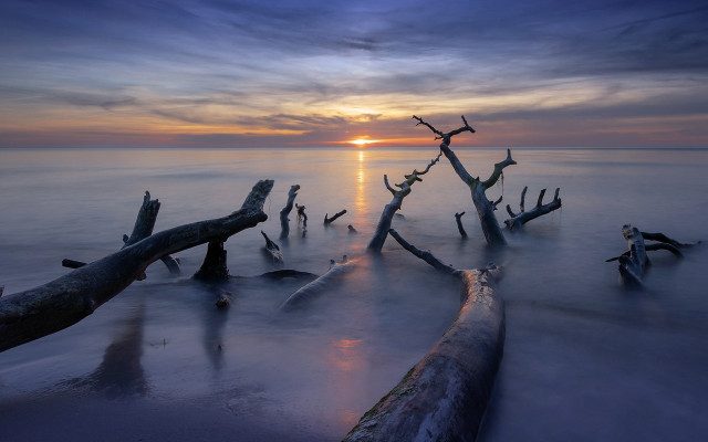 Beach tree trunks sunset clouds free wallpaper - medium preview image