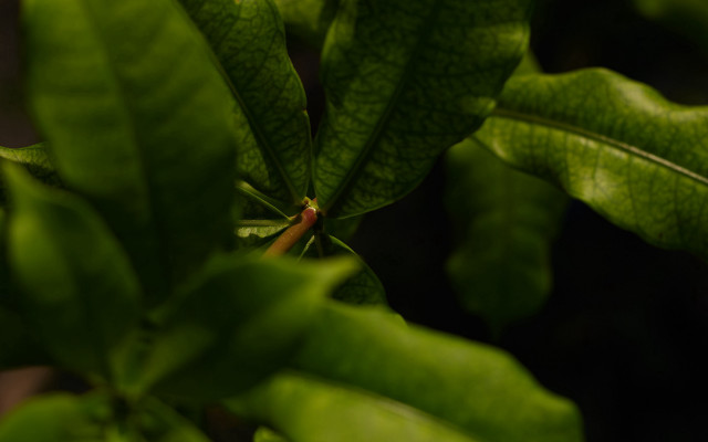 Green leafy plant red center free wallpaper - medium preview image