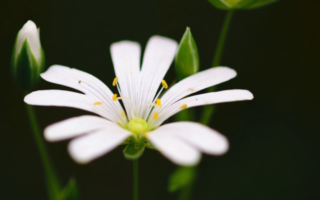 White flower lily butterfly macro free wallpaper - medium preview image