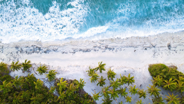 Beach trees water people palm free wallpaper - medium preview image