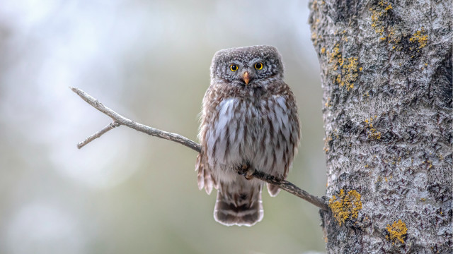 Small owl perched branch forest #2 free wallpaper - medium preview image
