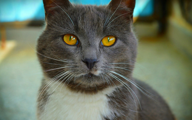 Black cat yellow eyes sitting free wallpaper - medium preview image