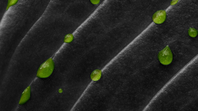 Green leaves black cloth water free wallpaper - medium preview image