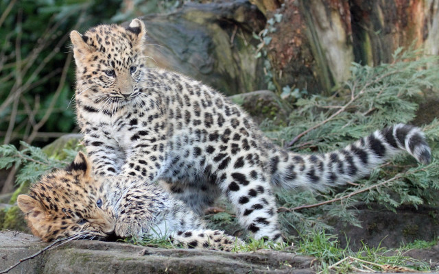Small animals rock wall tree free wallpaper - medium preview image