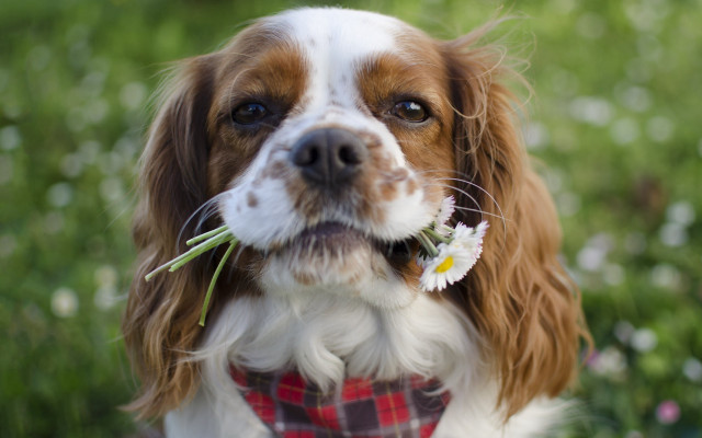 Dog flower grass outdoors bokeh free wallpaper - medium preview image