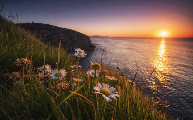 Sunset ocean daisies cliff landscape free wallpaper - medium preview image