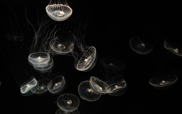 Jellyfish bioluminescence night water microscopic free wallpaper - medium preview image
