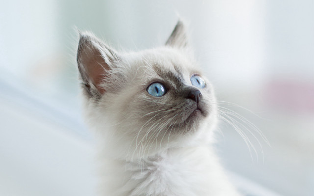 White cat blue eyes window #4 free wallpaper - medium preview image