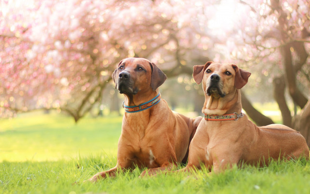 Dogs grass trees blossoms falling free wallpaper - medium preview image
