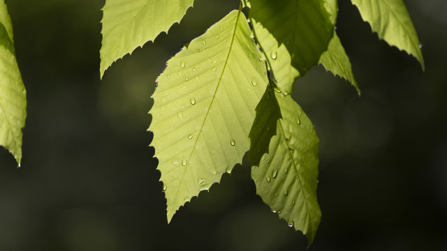 Leaf water drops macro photorealism #5 free wallpaper - medium preview image