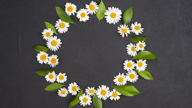 Daisy leaf flower ecological bouquet free wallpaper - medium preview image
