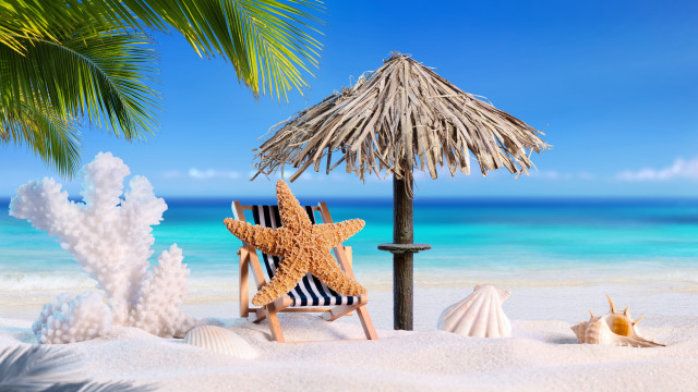 Starfish beach chair palm tree free wallpaper - medium preview image