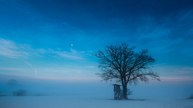Lone tree snowy field blue #8 free wallpaper - medium preview image