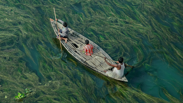 Seaweed people boat fish nature free wallpaper - medium preview image