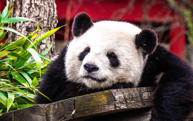 Panda fence tree plants zoo free wallpaper - medium preview image