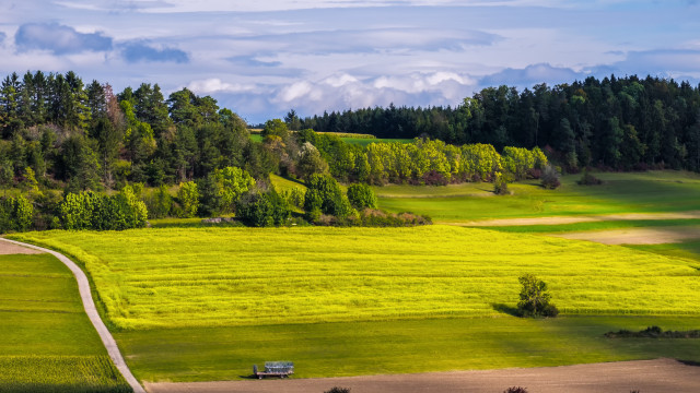 Field dirt road bench trees free wallpaper - medium preview image