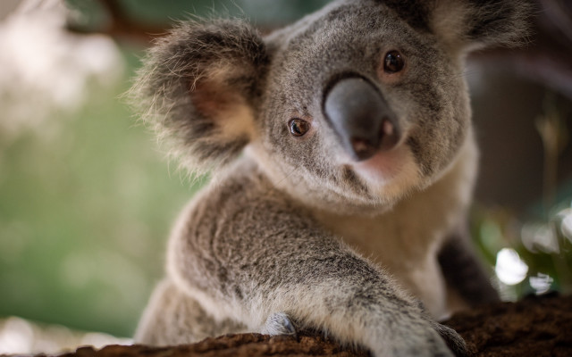 Koala sad branch australian tonalism free wallpaper - medium preview image