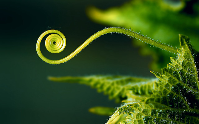 Green plant spiral stem macro free wallpaper - medium preview image