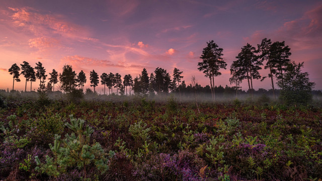 Field trees bushes pink sky free wallpaper - medium preview image