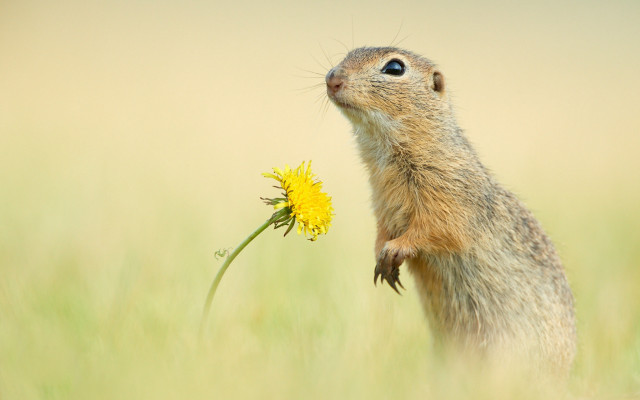Squirrel standing dandelion field ecological free wallpaper - medium preview image
