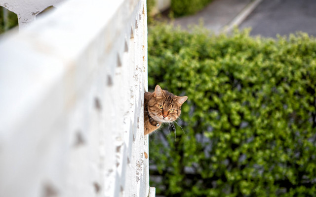 Cat window bush house stuckism free wallpaper - medium preview image
