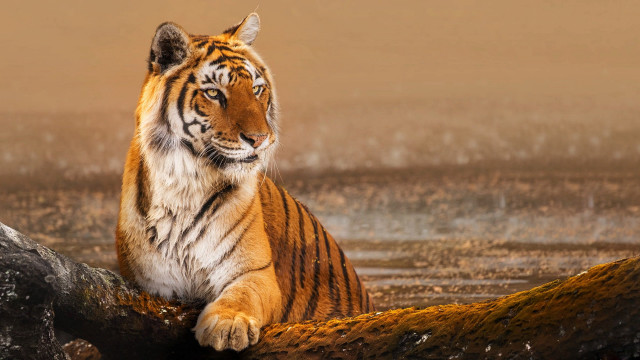 Tiger log water distance blurry free wallpaper - medium preview image
