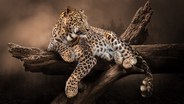 Leopard tree branch dark forest free wallpaper - medium preview image