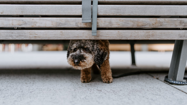 Dog bench sidewalk staring blurry free wallpaper - medium preview image