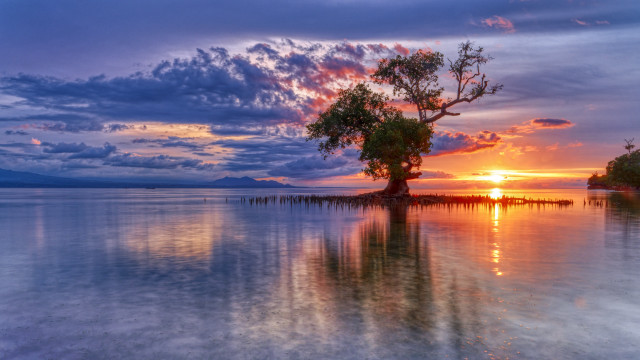 Tree water sunset landscape clouds free wallpaper - medium preview image
