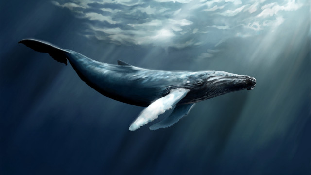 Humpback whale ocean sky clouds free wallpaper - medium preview image
