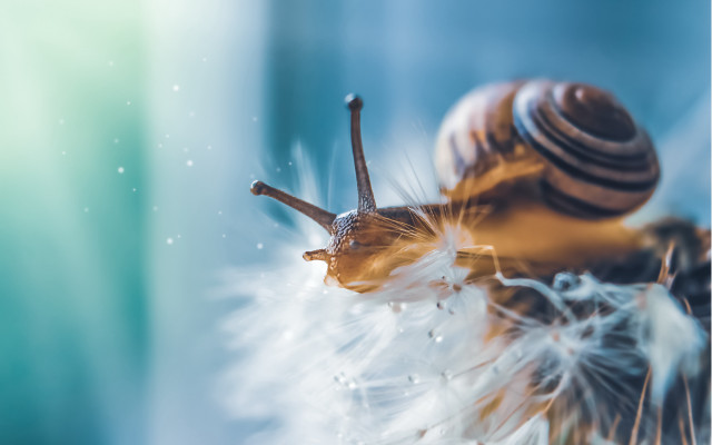 Snail dandelion water droplets ecological free wallpaper - medium preview image