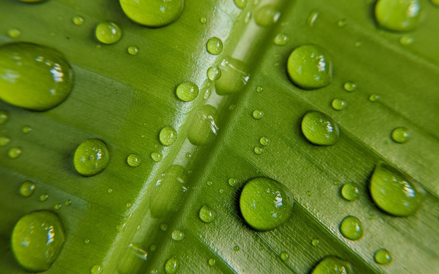 Green leaf water drops macro #17 free wallpaper - medium preview image