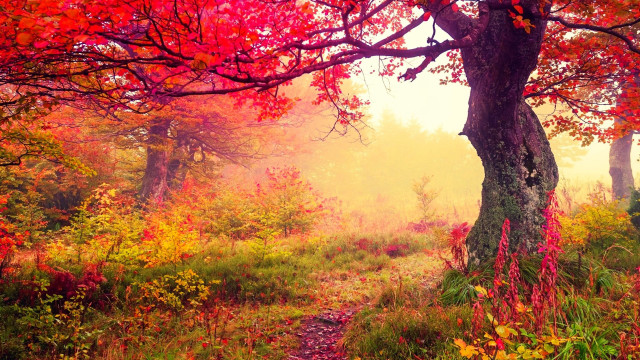 Forest path autumn leaves campfire free wallpaper - medium preview image