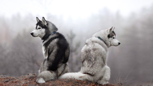Two dogs hill fog trees free wallpaper - medium preview image